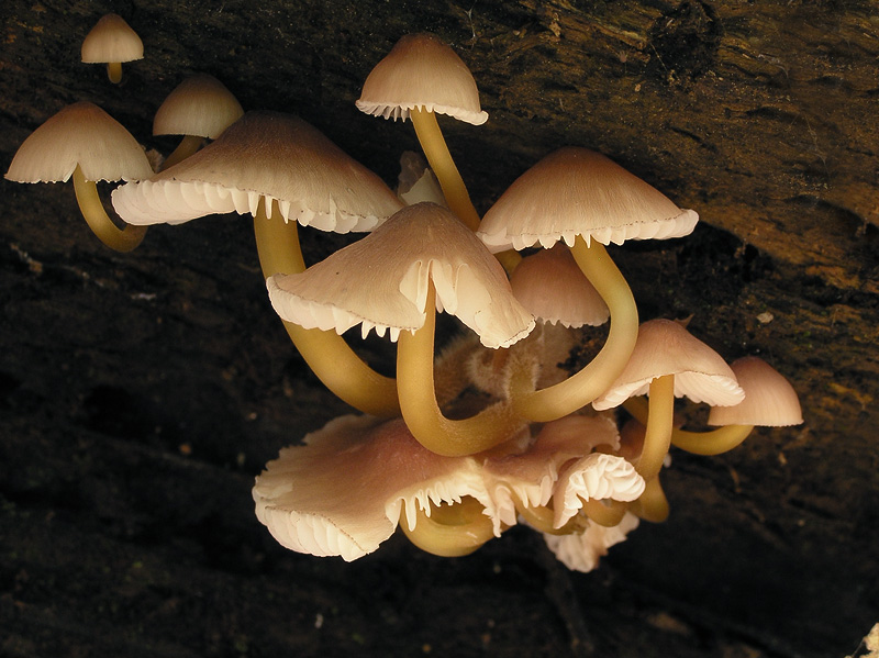 Mycena renati